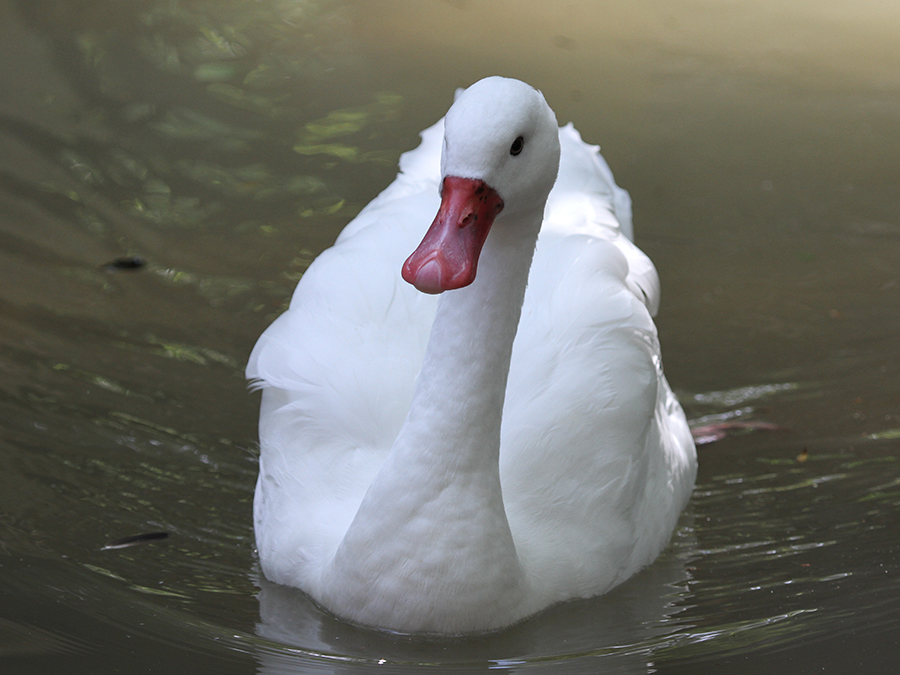 coscoroba swan