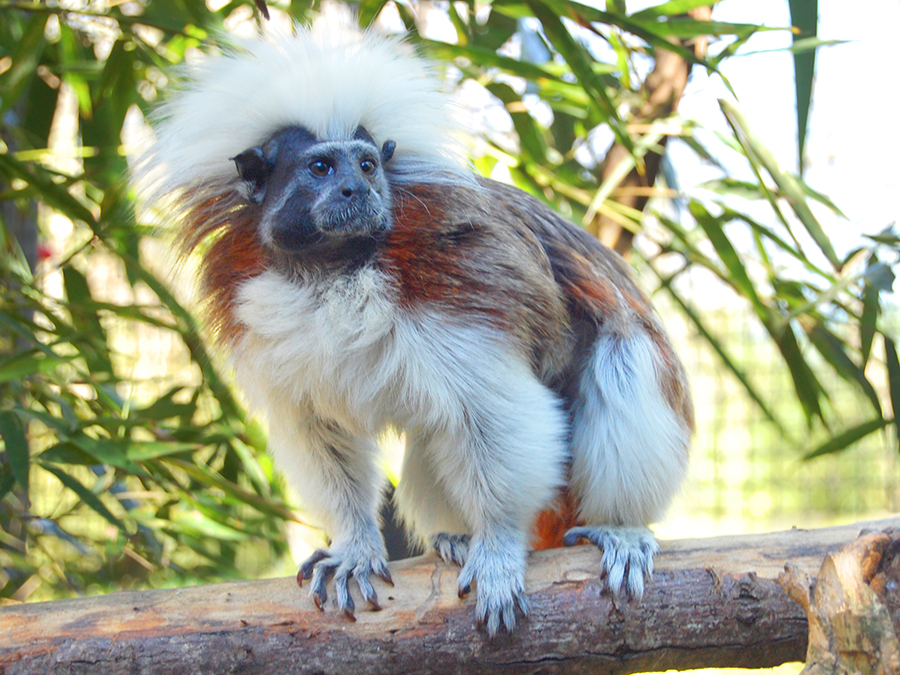 cotton-top tamarin