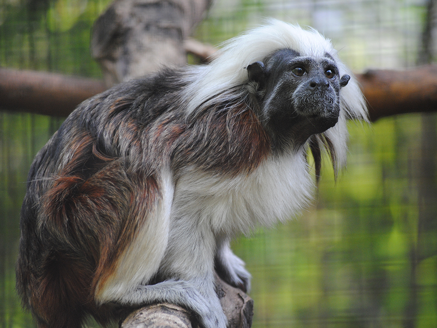 cotton-top tamarin