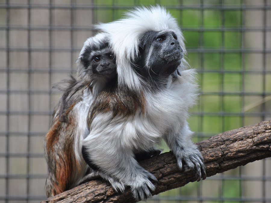 cotton-top tamarin