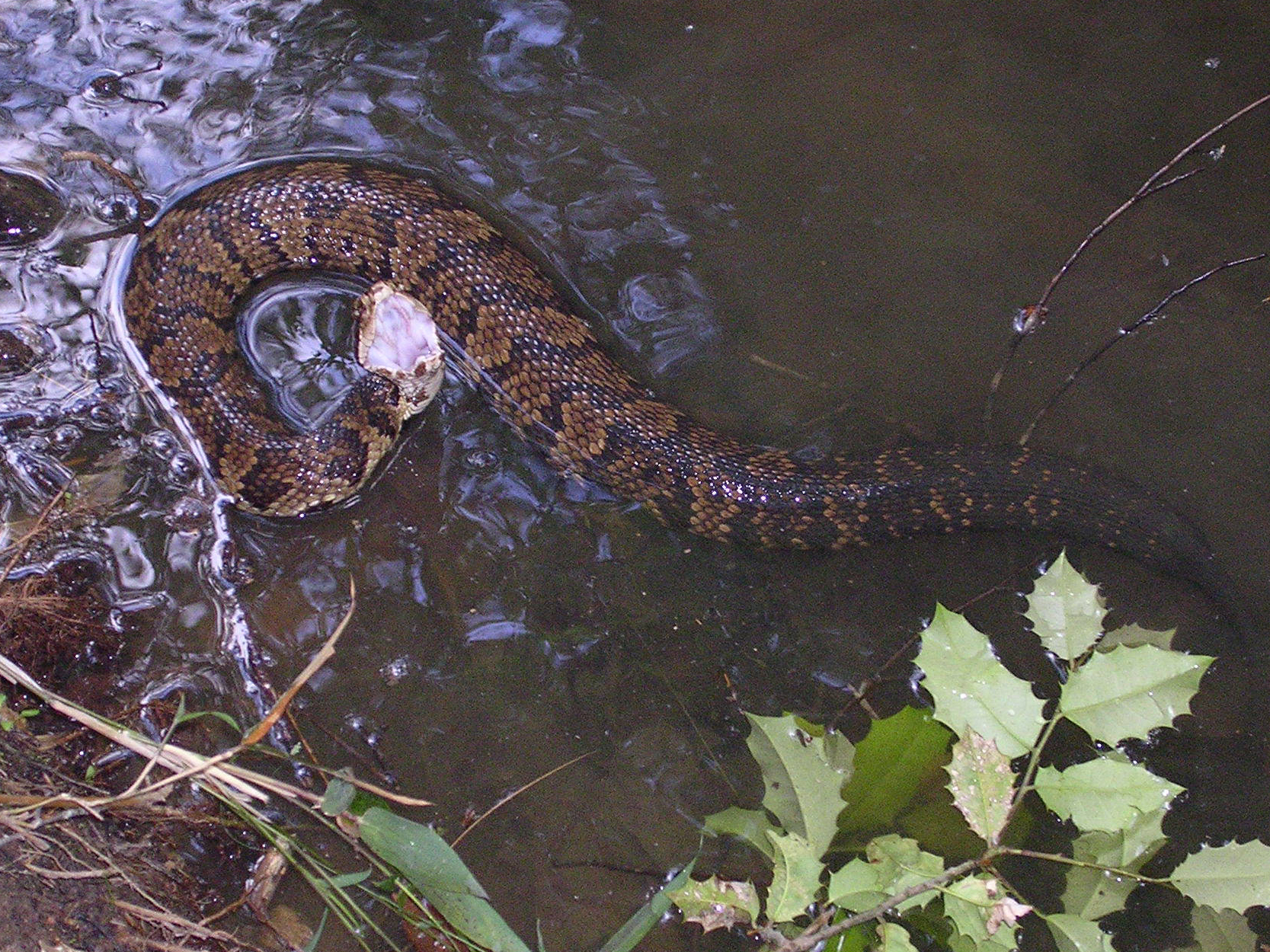 cottonmouth in water