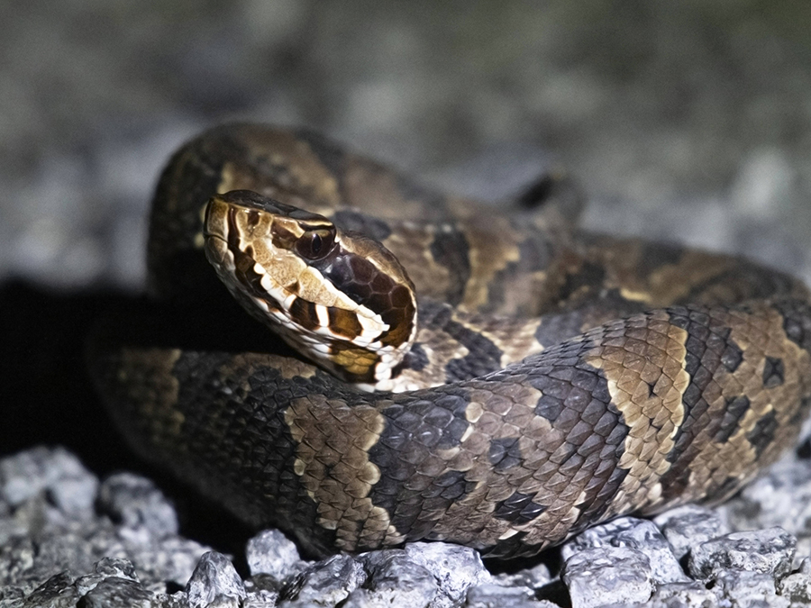 cottonmouth