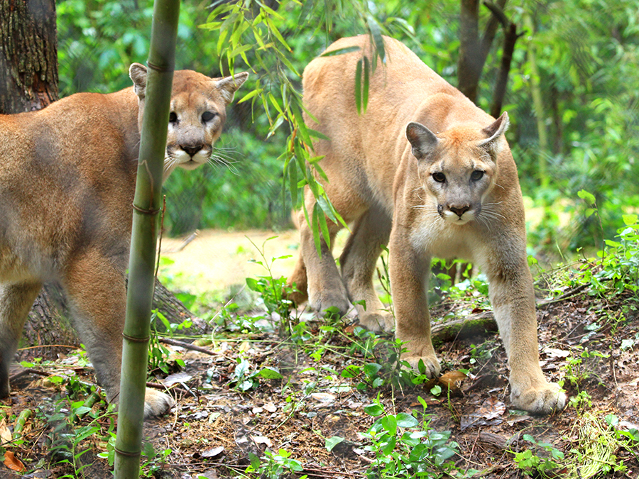 cougar