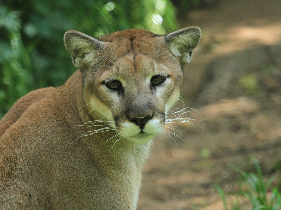 cougar