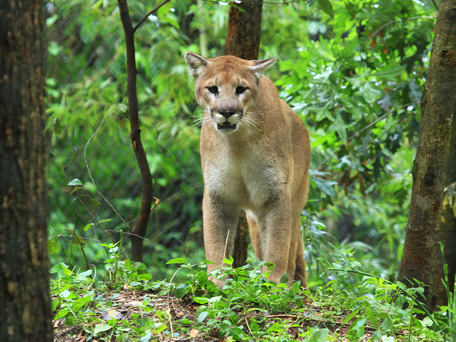 cougar