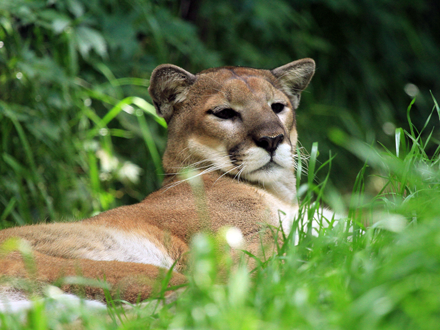 cougar