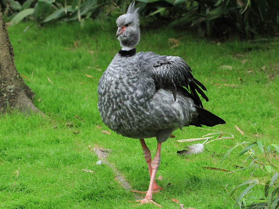 crested screamer