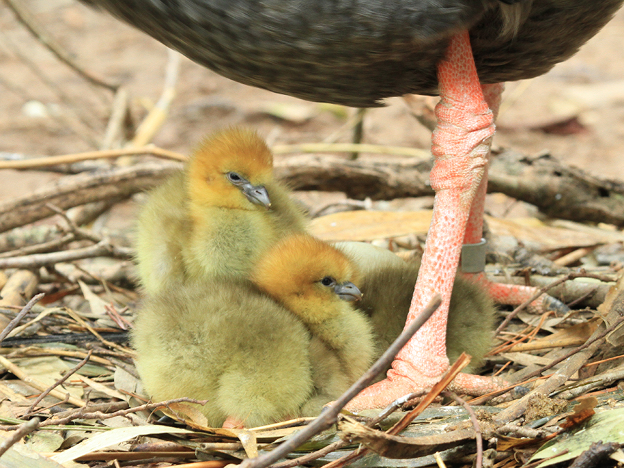 crested screamer chicks