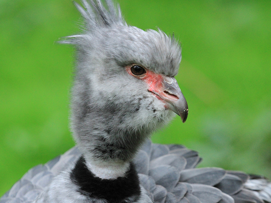 crested screamer