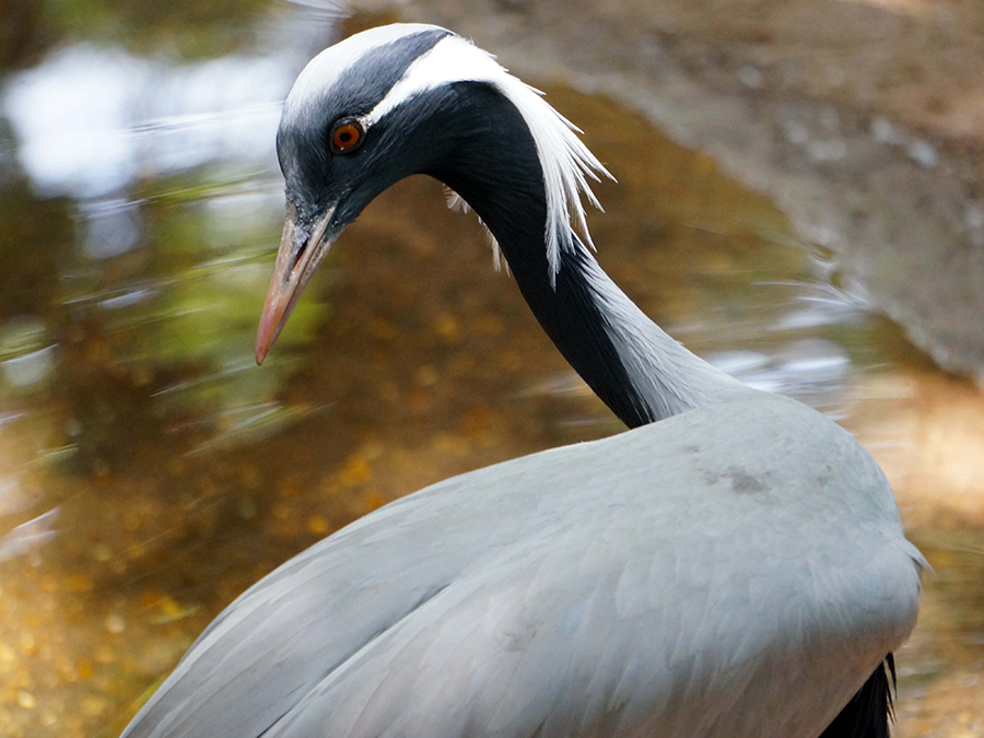 demoiselle crane