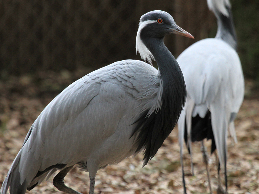 demoiselle crane