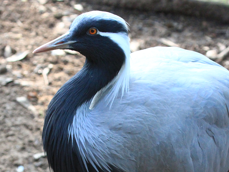 demoiselle crane