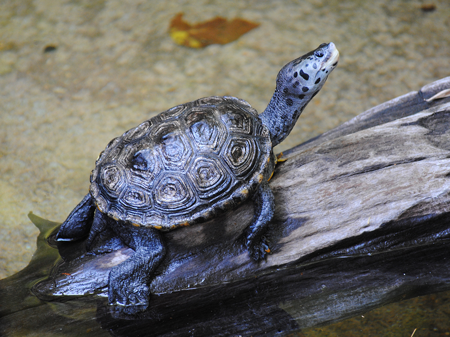 diamondback terrapin