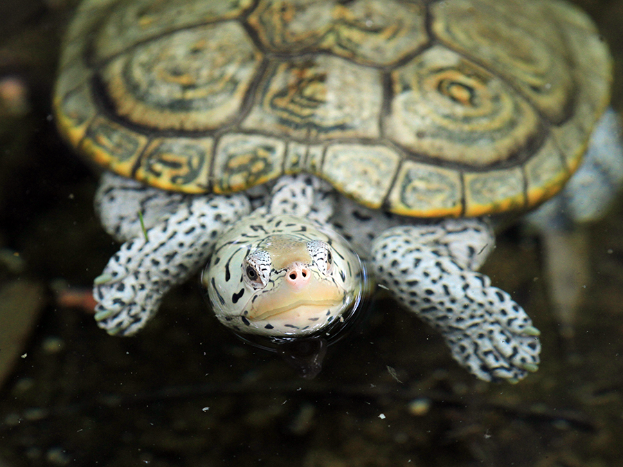 Diamondback Terrapin Alexandria Zoo