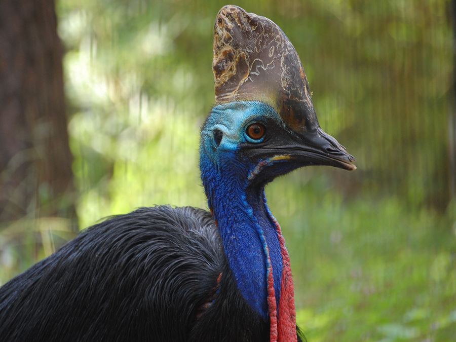 double-wattled cassowary