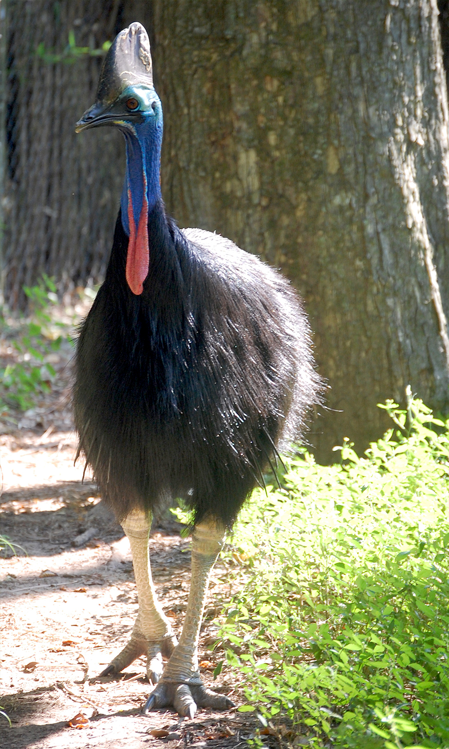 double-wattled cassowary