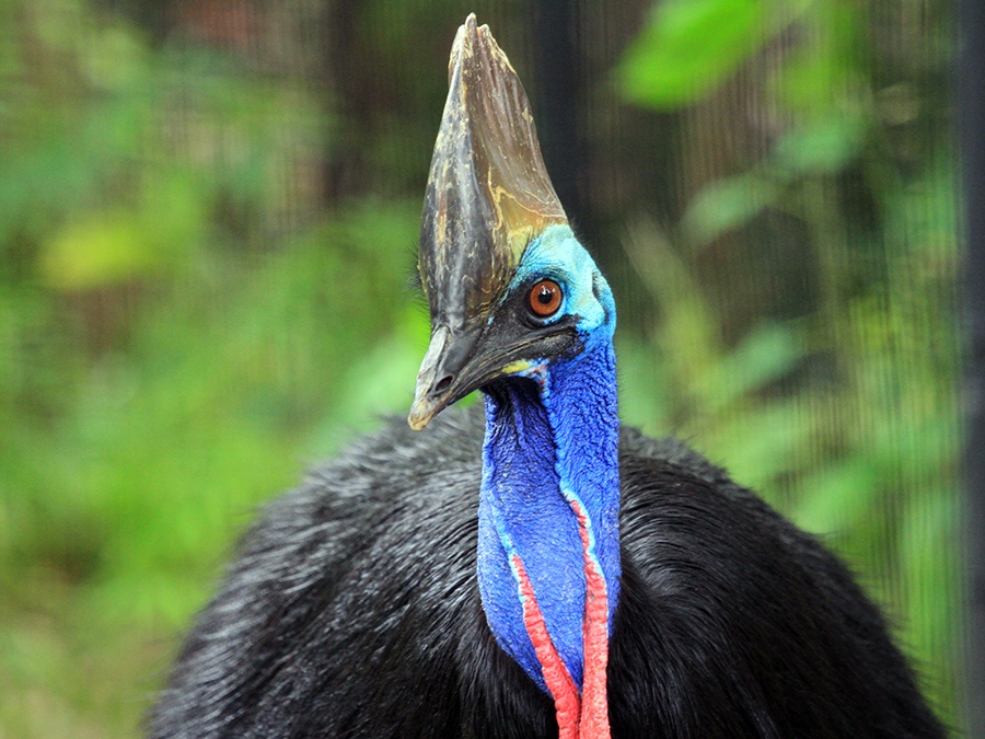 double-wattled cassowary