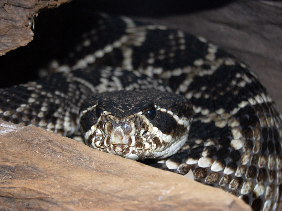 eastern diamondback rattlesnake