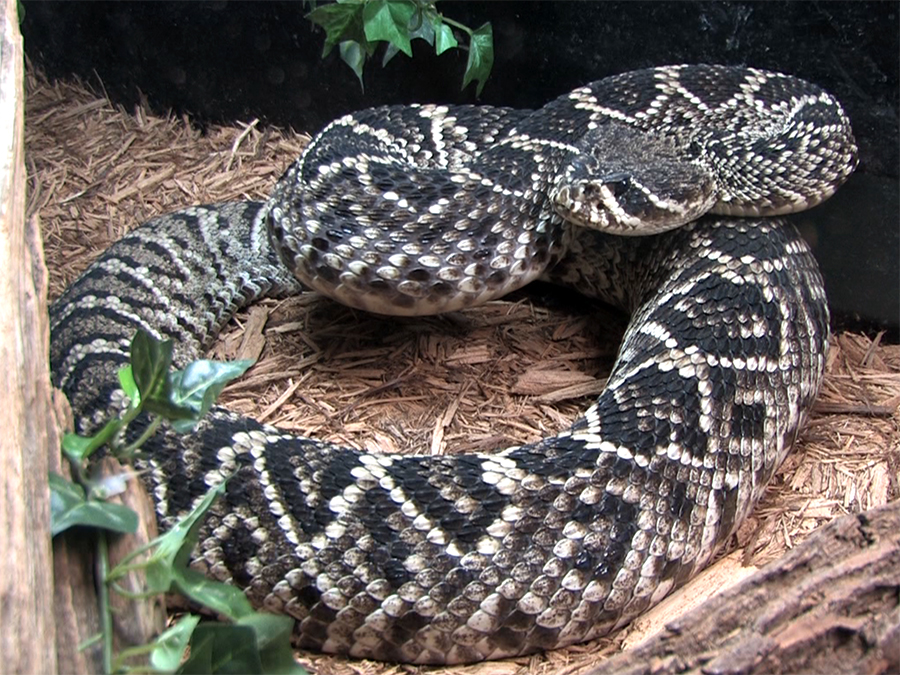 eastern diamondback rattlesnake