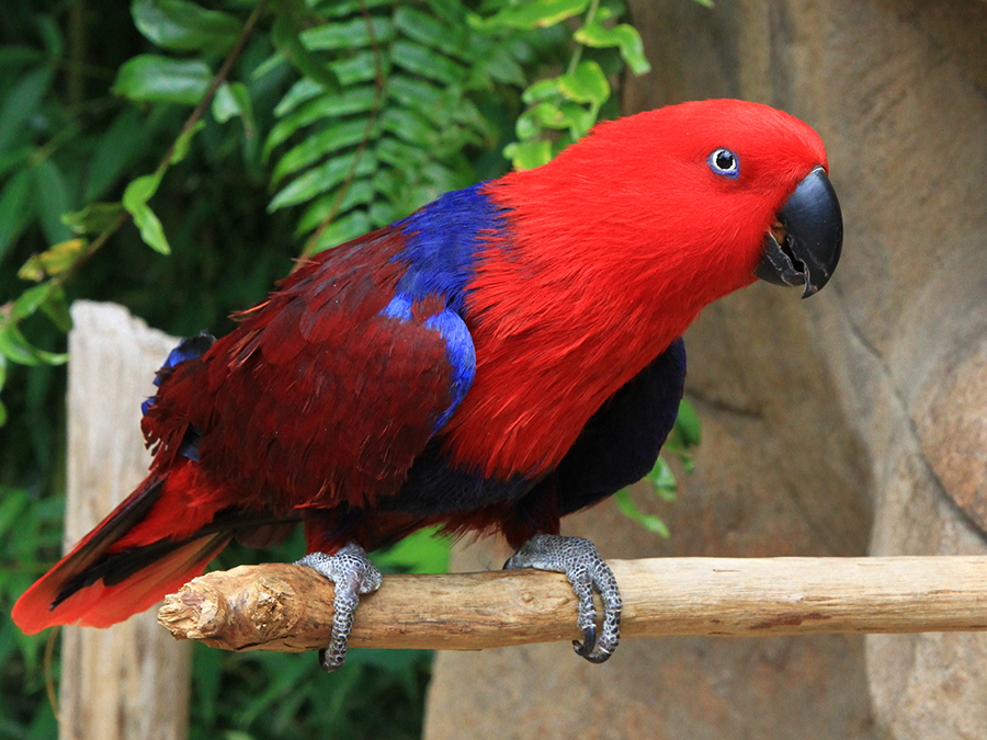 female eclectus parrot