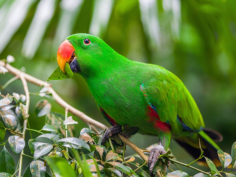 male eclectus parrot