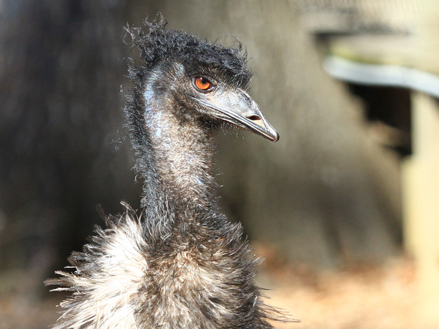 emu