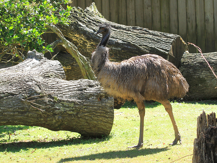 emu