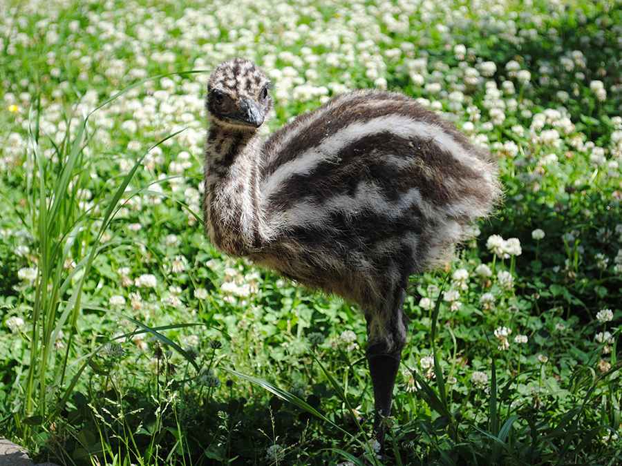 emu chick