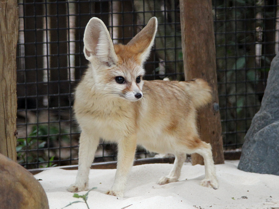 fennec fox