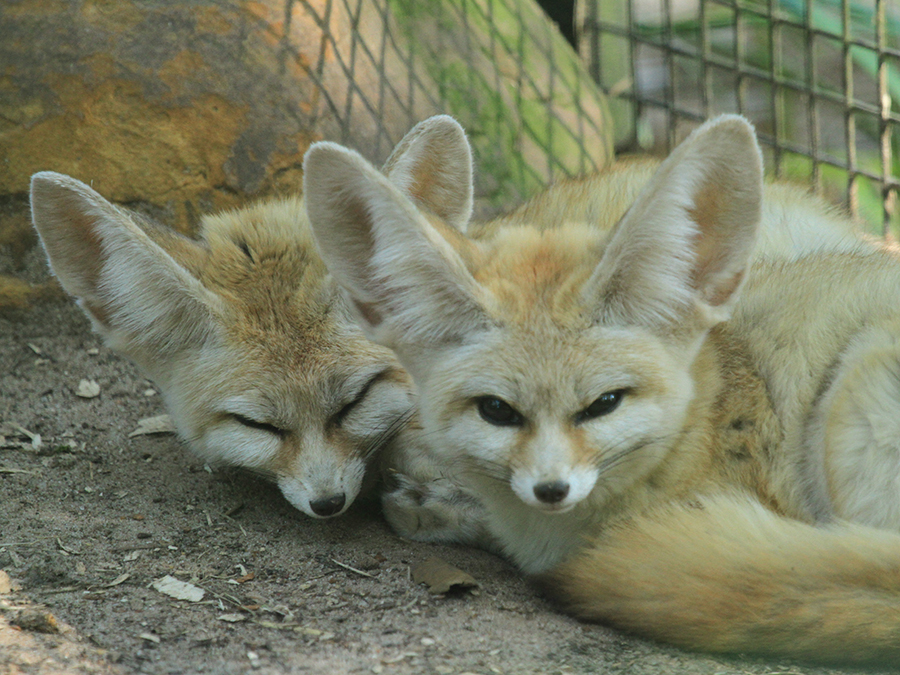 fennec fox