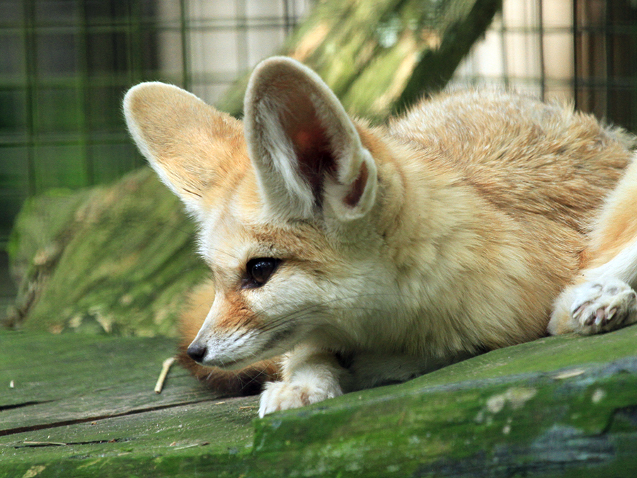 fennec fox