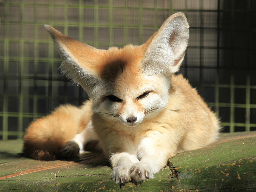 fennec fox