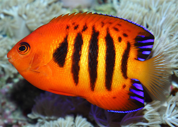 flame angelfish