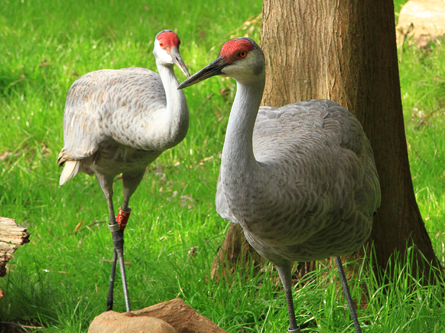 Florida sandhill crane