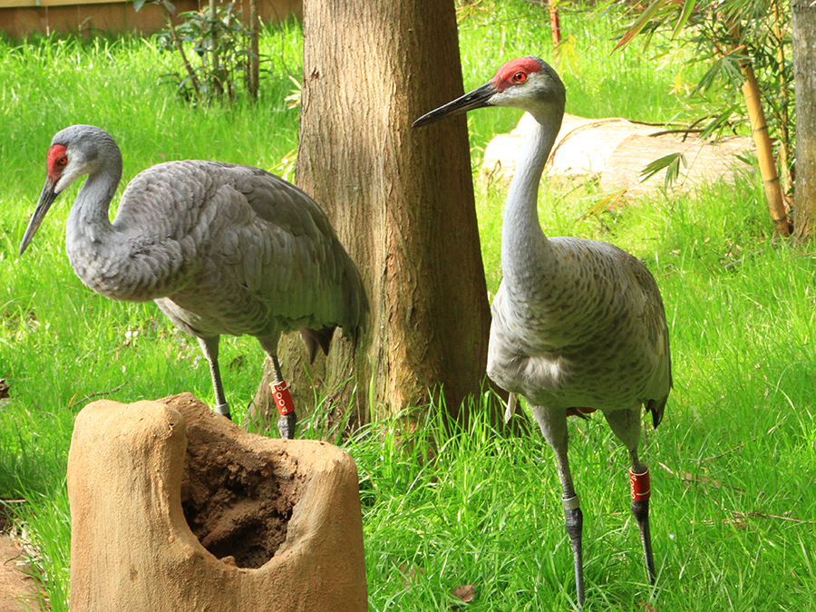 Florida sandhill crane