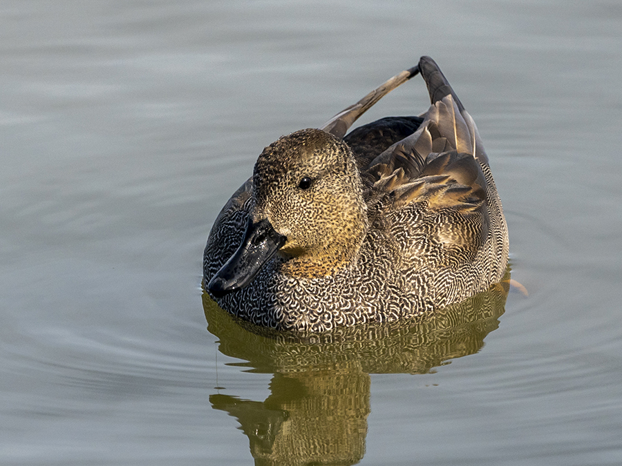 male gadwall