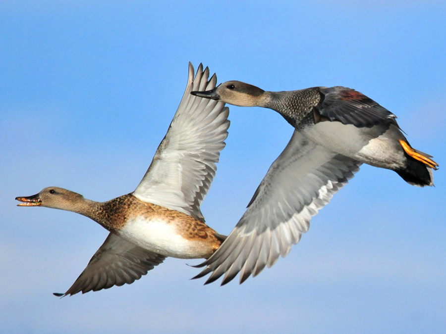 gadwalls flying