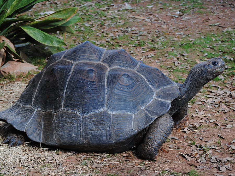 Galapagos tortoise