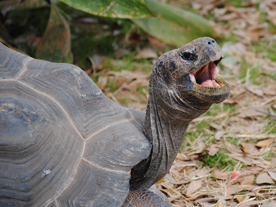 Galapagos tortoise