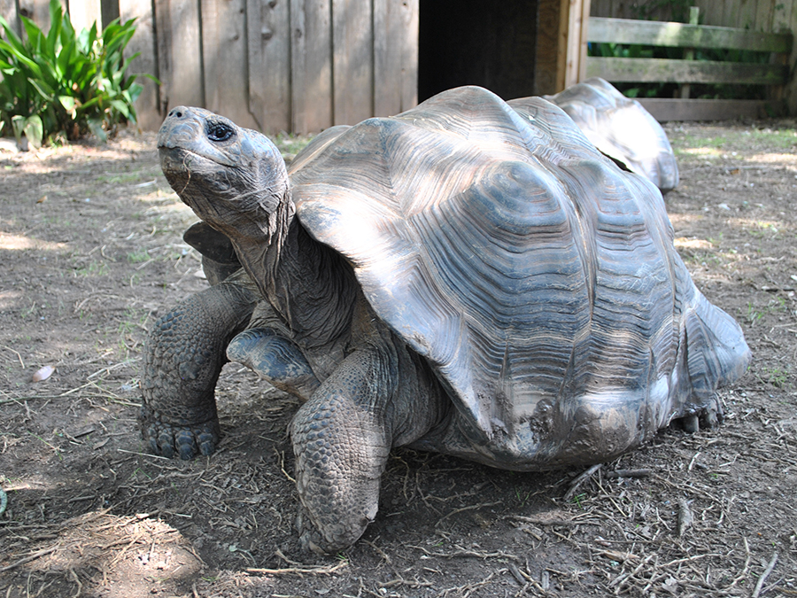 Galapagos tortoise