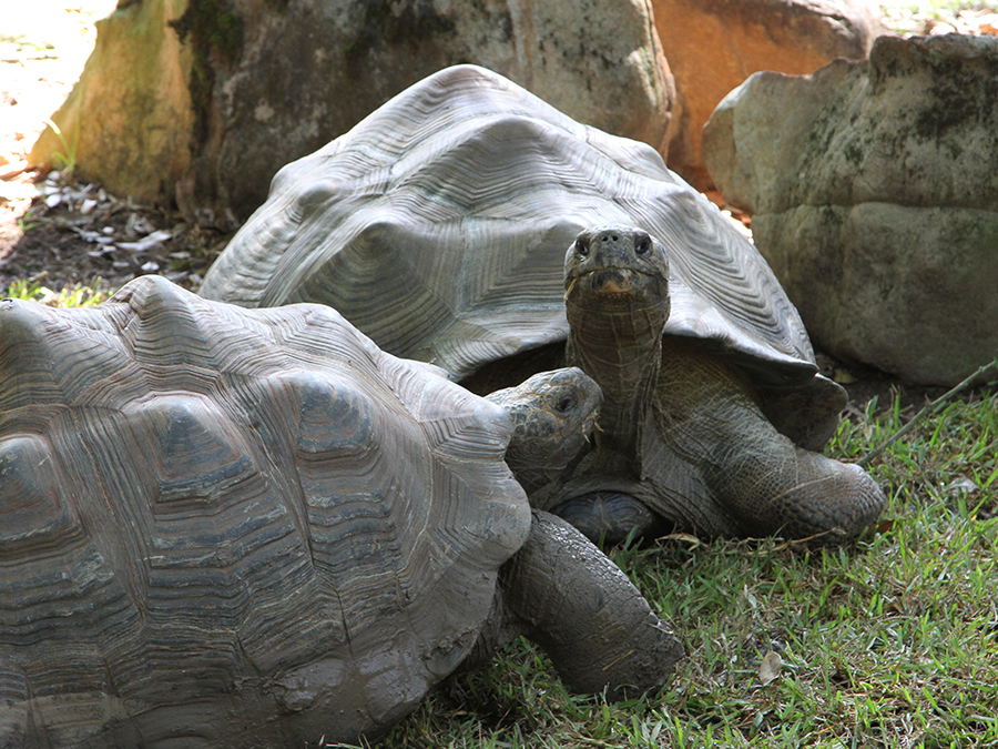 Galapagos tortoise