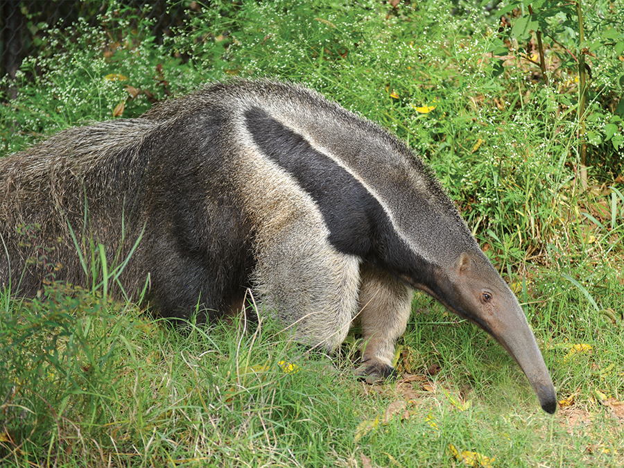 giant anteater