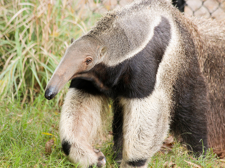 giant anteater