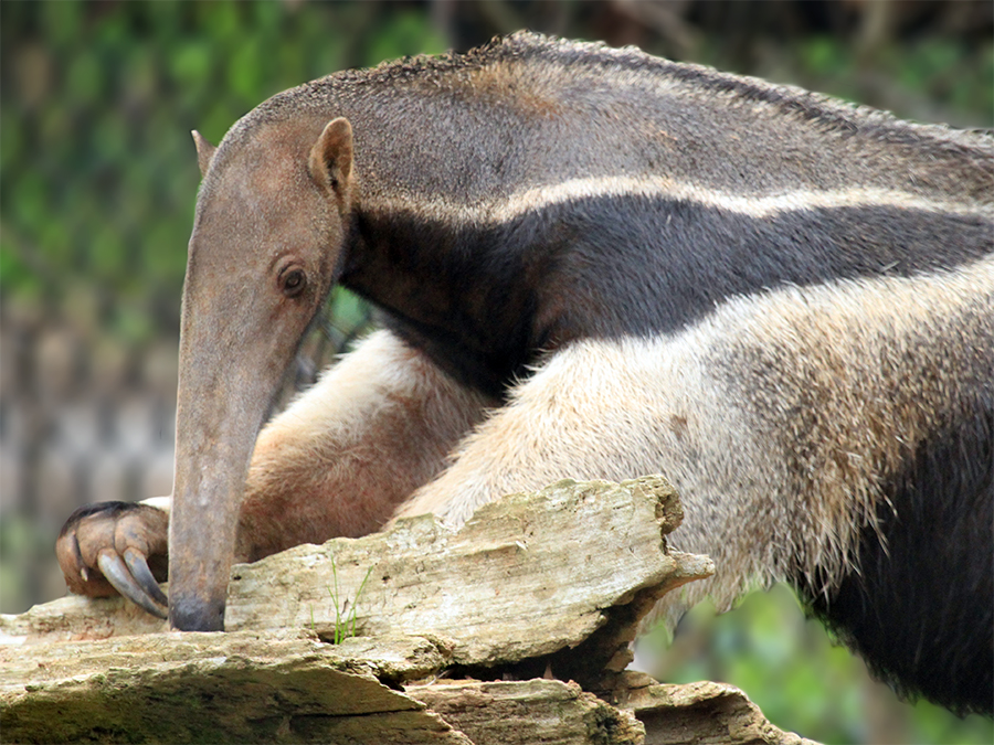 giant anteater