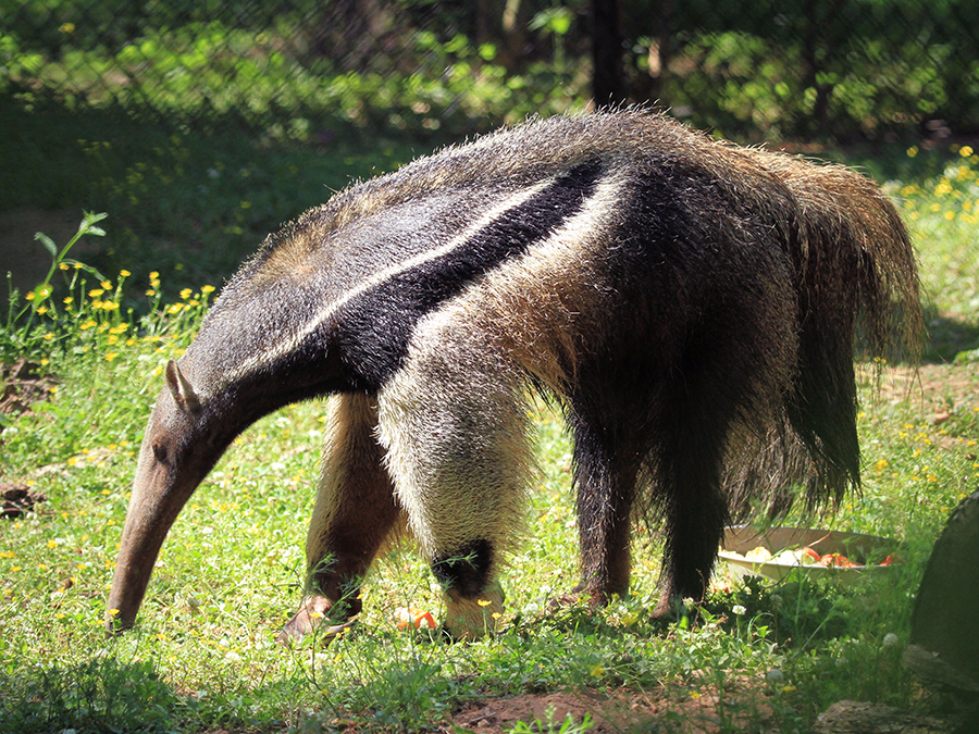 Giant Anteater | Alexandria Zoo