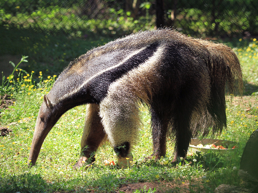 giant anteater