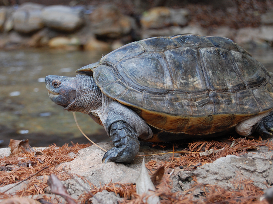 giant Asian pond turtle