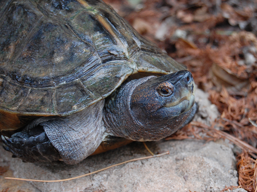 giant Asian pond turtle