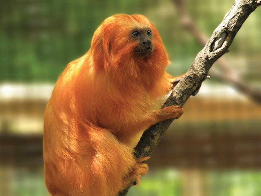 golden lion tamarin