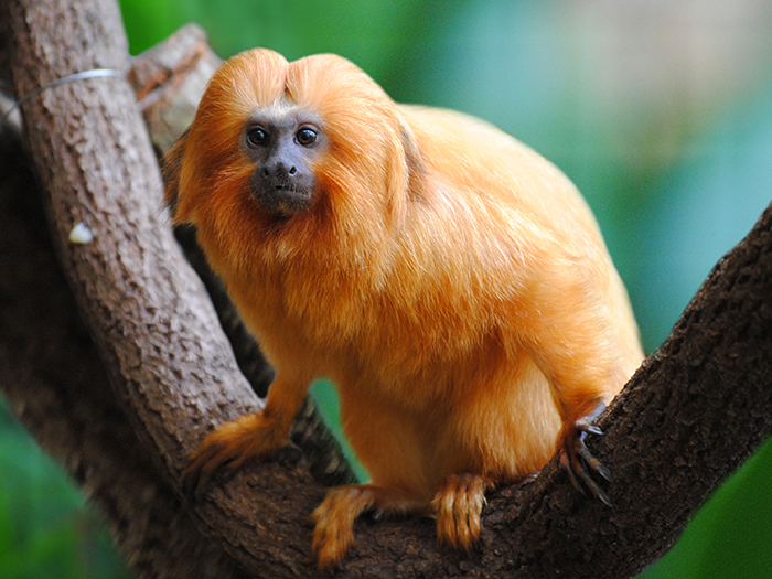 golden lion tamarin